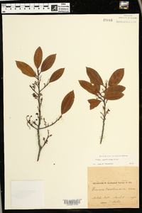 Prunus caroliniana image