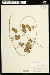 Rubus flagellaris image