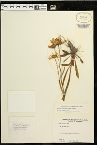 Helenium pinnatifidum image