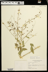 Desmodium tortuosum image