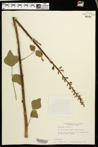 Erythrina herbacea image