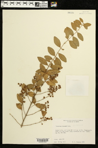 Ligustrum sinense image