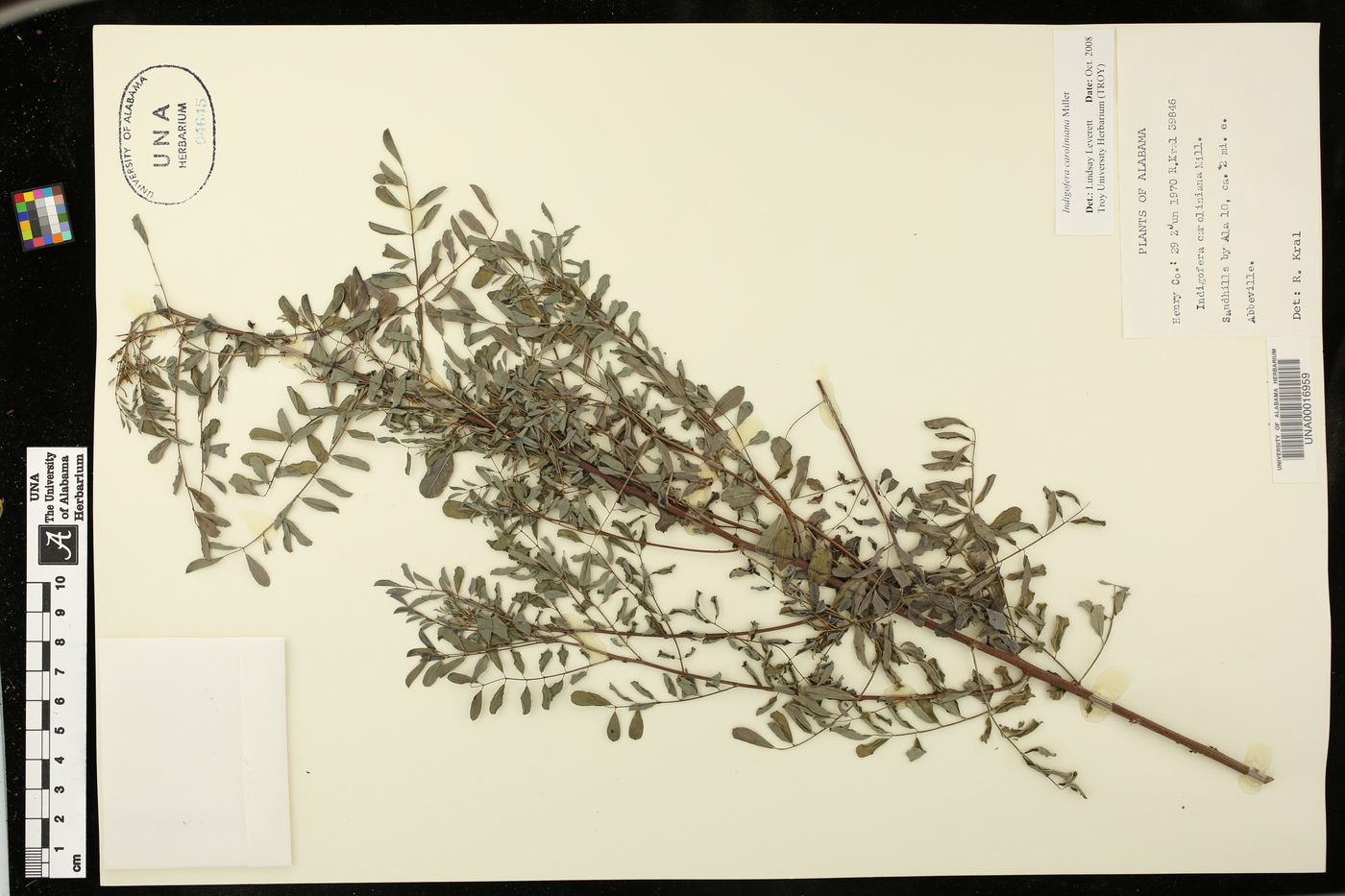 Indigofera caroliniana image