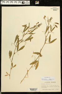 Lathyrus hirsutus image