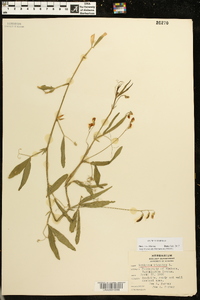 Lathyrus hirsutus image