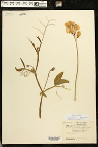 Lathyrus latifolius image