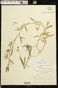 Lathyrus hirsutus image