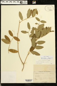 Lathyrus venosus image