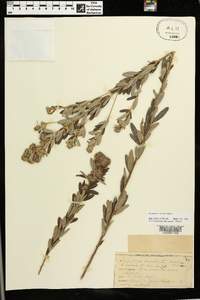 Lespedeza capitata image