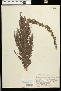 Lespedeza cuneata image