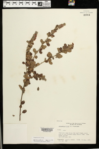 Lespedeza stuevei image