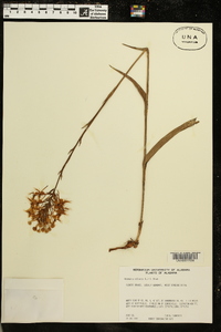 Platanthera ciliaris image