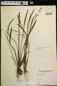 Sagittaria chapmanii image