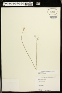 Polygala incarnata image