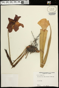 Sarracenia leucophylla image