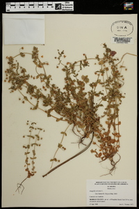 Lysimachia arvensis image