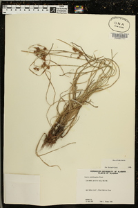 Cyperus pseudovegetus image