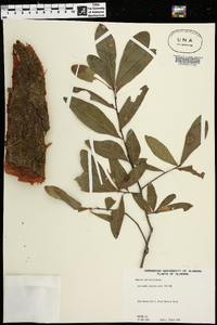 Quercus laurifolia image