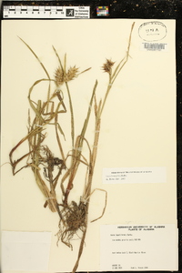 Carex louisianica image