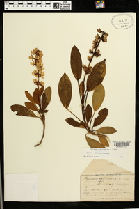 Lupinus diffusus image