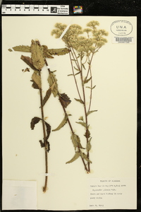 Eupatorium pilosum image