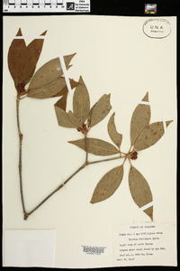 Illicium floridanum image
