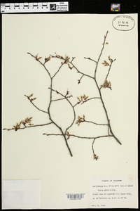 Ulmus alata image