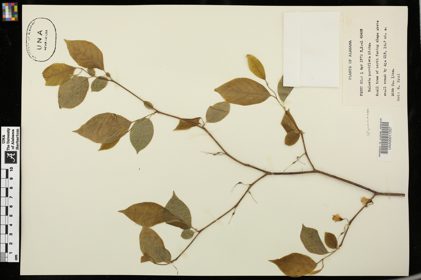 Halesia parviflora image