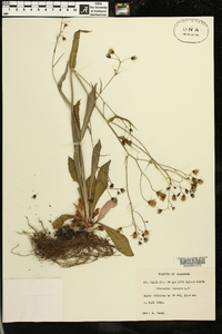 Hieracium venosum image