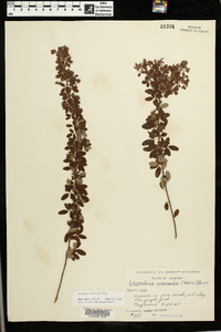 Lespedeza violacea image