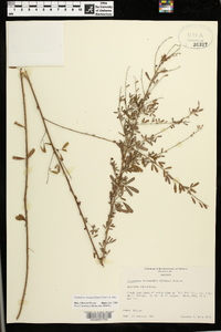 Lespedeza cuneata image