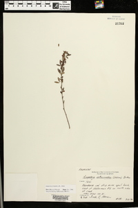 Lespedeza virginica image