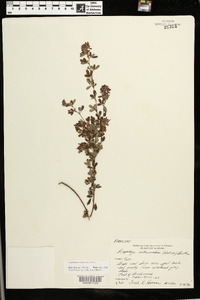 Lespedeza violacea image