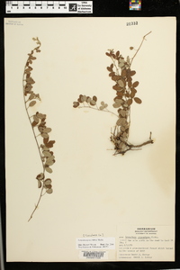 Lespedeza procumbens image