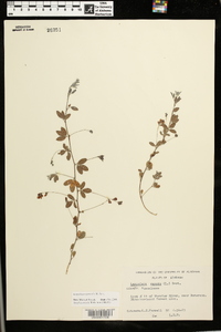 Lespedeza repens image