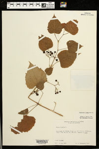 Ampelopsis cordata image