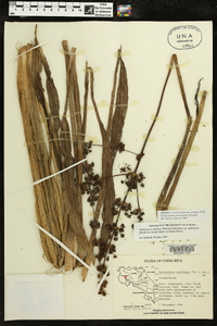 Echinodorus paniculatus image