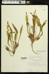 Echinodorus berteroi image