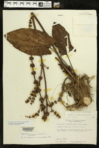 Echinodorus bracteatus image