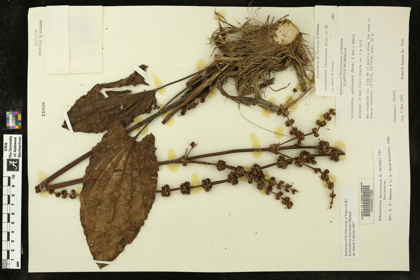 Echinodorus bracteatus image