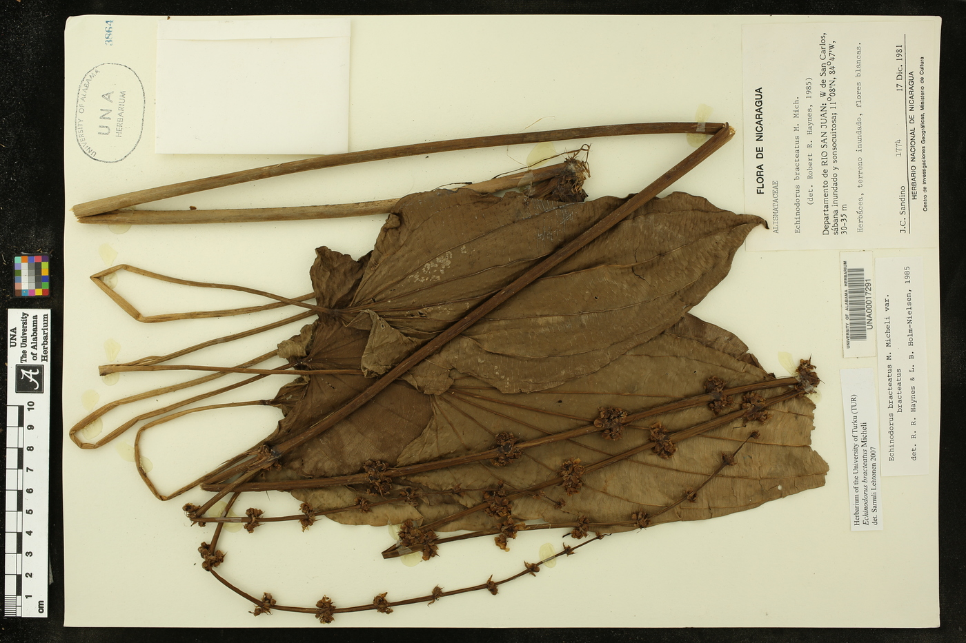 Echinodorus bracteatus image