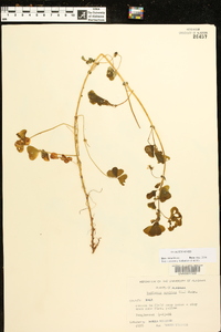 Medicago arabica image