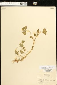 Medicago arabica image