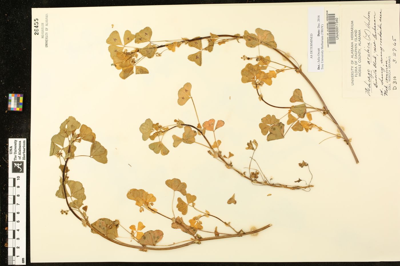Medicago arabica image