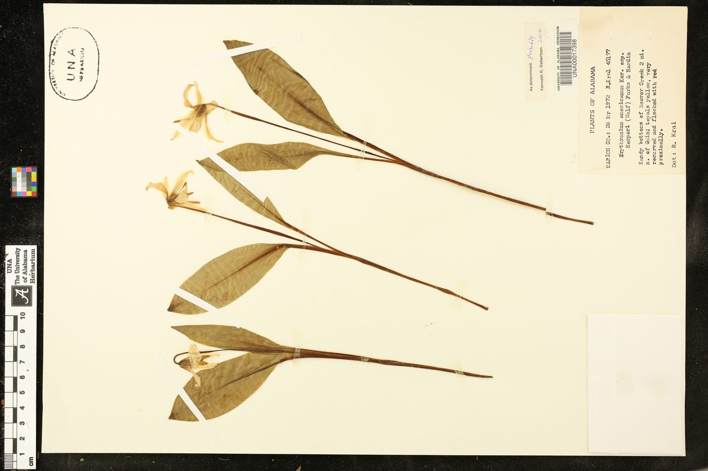 Erythronium americanum subsp. harperi image