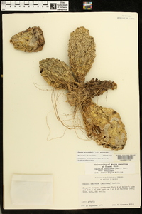 Opuntia mesacantha subsp. mesacantha image