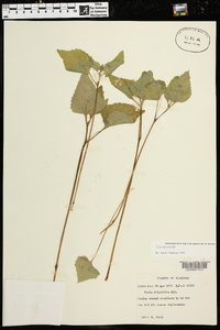 Viola tenuipes image