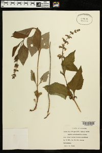 Salvia urticifolia image