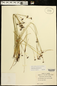 Sisyrinchium atlanticum image