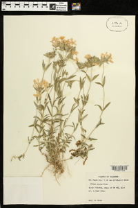 Phlox amoena image